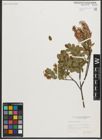 Foto von Salix myrtilloides L.